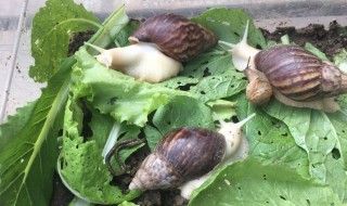 怎么养蜗牛 蜗牛吃什么