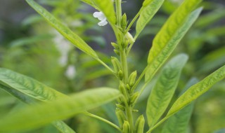 芝麻叶怎么炒着吃 芝麻叶炒的方法