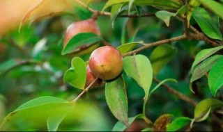 油茶种植技术 油茶种植方法