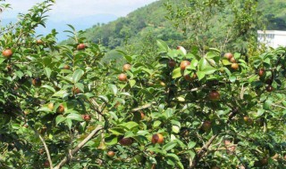 油茶树的种植 油茶树怎么种植