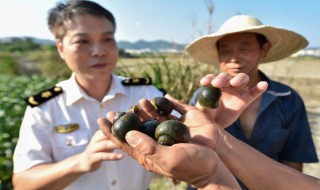 外来入侵物种有哪些 中国外来入侵物种名单