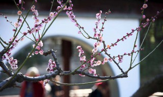 遥知不是雪为有暗香来是什么植物 遥知不是雪为有暗香来是指什么植物