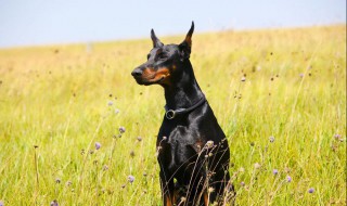 杜宾犬介绍 关于杜宾犬的简介