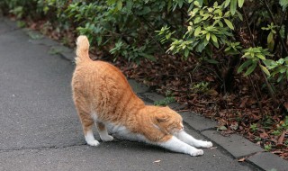 猫咪吃什么对身体健康 猫咪的健康饮食