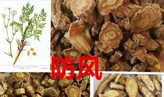 防风的作用与功效 一定得注意了