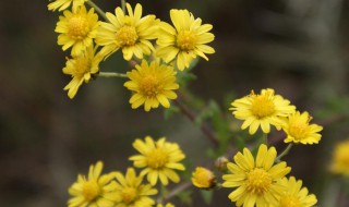 山菊花的功效 山菊花的功效介绍