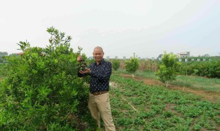 种植坚果方法 需要怎么种植澳洲坚果