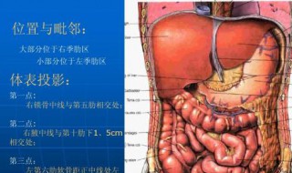 肝在左边还是右边 肝的位置在左边还是右边