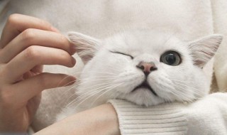 猫咪用头拱人怎么回事 猫咪用头蹭是什么意思