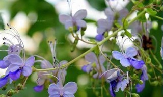 蓝蝴蝶花泡水喝的功效 蓝蝴蝶花泡水喝的功效是什么