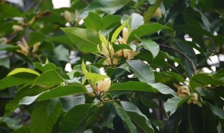 白兰树的种植方法 如何种植百兰树