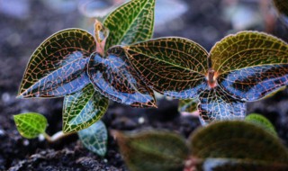 金线莲种植方法 金线莲如何种植