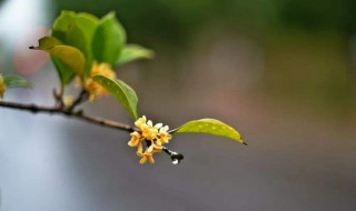 桂花花语 桂花花语分享