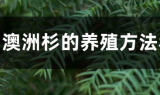 澳洲杉的养殖方法和注意事项 你知道吗