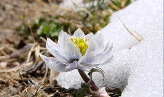 雪莲花泡酒 雪莲花泡酒的功效与作用