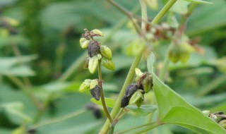 蜂蜜苦荞茶如何做 蜂蜜苦荞茶的做法