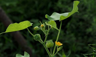 茼麻的养殖方法 茼麻及养护知识介绍