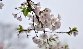 一枝梨花压海棠的意思 一枝梨花压海棠的意思解析