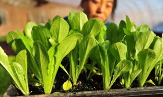 菠菜怎么种植方法 菠菜的种植方法