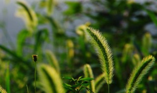 狗尾巴草的朋友圈说说 关于狗尾草的一些唯美句子