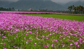 小野花的种植方法 种植的时候有什么要注意的