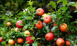 苹果在家里种植方法 怎么在家种苹果