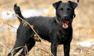 烈性犬有哪些 哪些犬类脾气大呢