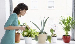 什么植物好养 室内好养活的植物