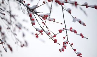 冬天的第一场雪日记 怎么写冬天的第一场雪