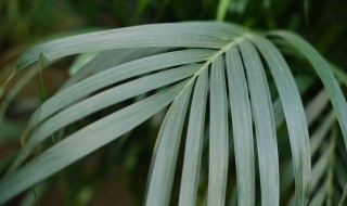 凤尾草移栽的方法 如何移栽凤尾草