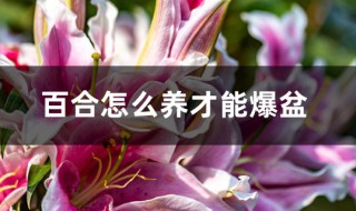 百合爆盆方法 百合花种植有方法