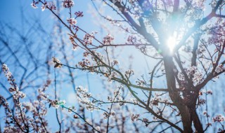 梅花盆景修剪技巧 梅花盆栽如何修剪