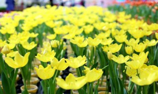 郁金香花球怎么保存 保存郁金香花球方法