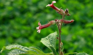 茯苓花种植方法 茯苓花种植方法介绍