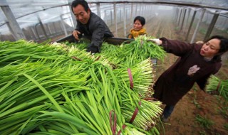 大棚韭菜种植技术是什么 大棚韭菜种植技术介绍