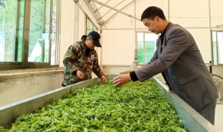 茶博士和酒博士是什么意思 茶博士和酒博士简单介绍