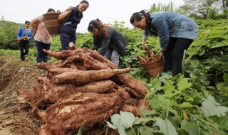 葛根种植方法 葛根如何种植