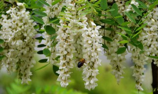 大连市花市树是什么 大连的市花市树是什么植物