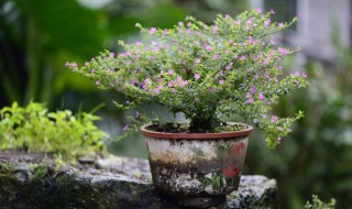 英花木快速生长的方法 简介英花木快速生长的方法