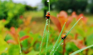 描写风雨中美景的句子 描写雨中美景的句子有哪些