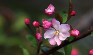 海棠花压支的方法 海棠花压支教程