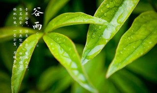 今日雨水的优美文案大全 简介今日雨水的优美文案大全