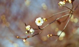 今日立春朋友圈祝福语 立春祝福语