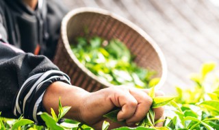 茶树的种植方法 移栽后应该如何管理