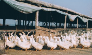 养鹅最佳控料方法 控料需要有规律地进行吗