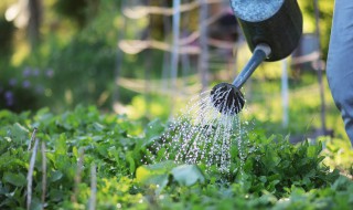 夏天蔬菜浇水方法 可以大水漫灌吗