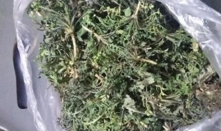 荠菜的辨别方法 真假荠菜的区别方法有哪些