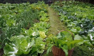 菜园土地太硬怎么办 菜园土地太硬解决方法