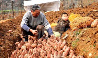 农村红薯窖的制作方法 农村怎样挖红薯窖