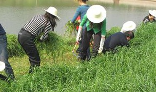 割鱼草喂鱼的正确方法 用鱼草喂鱼的方式